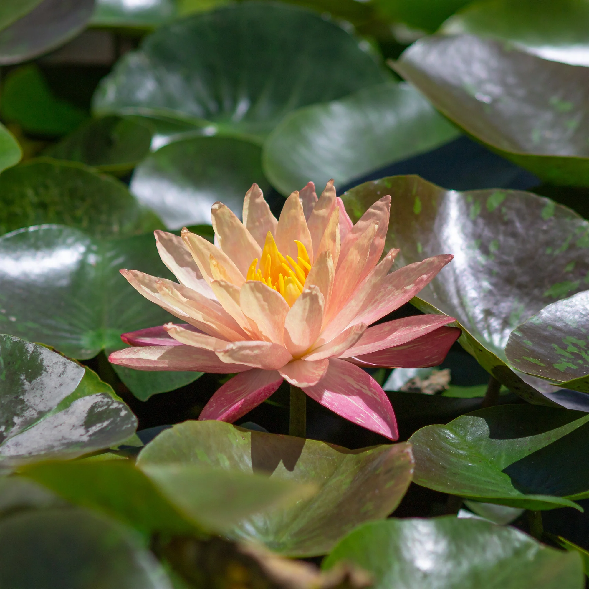 Beliebte Wasserpflanzen