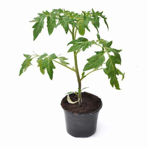 Produktbild 2