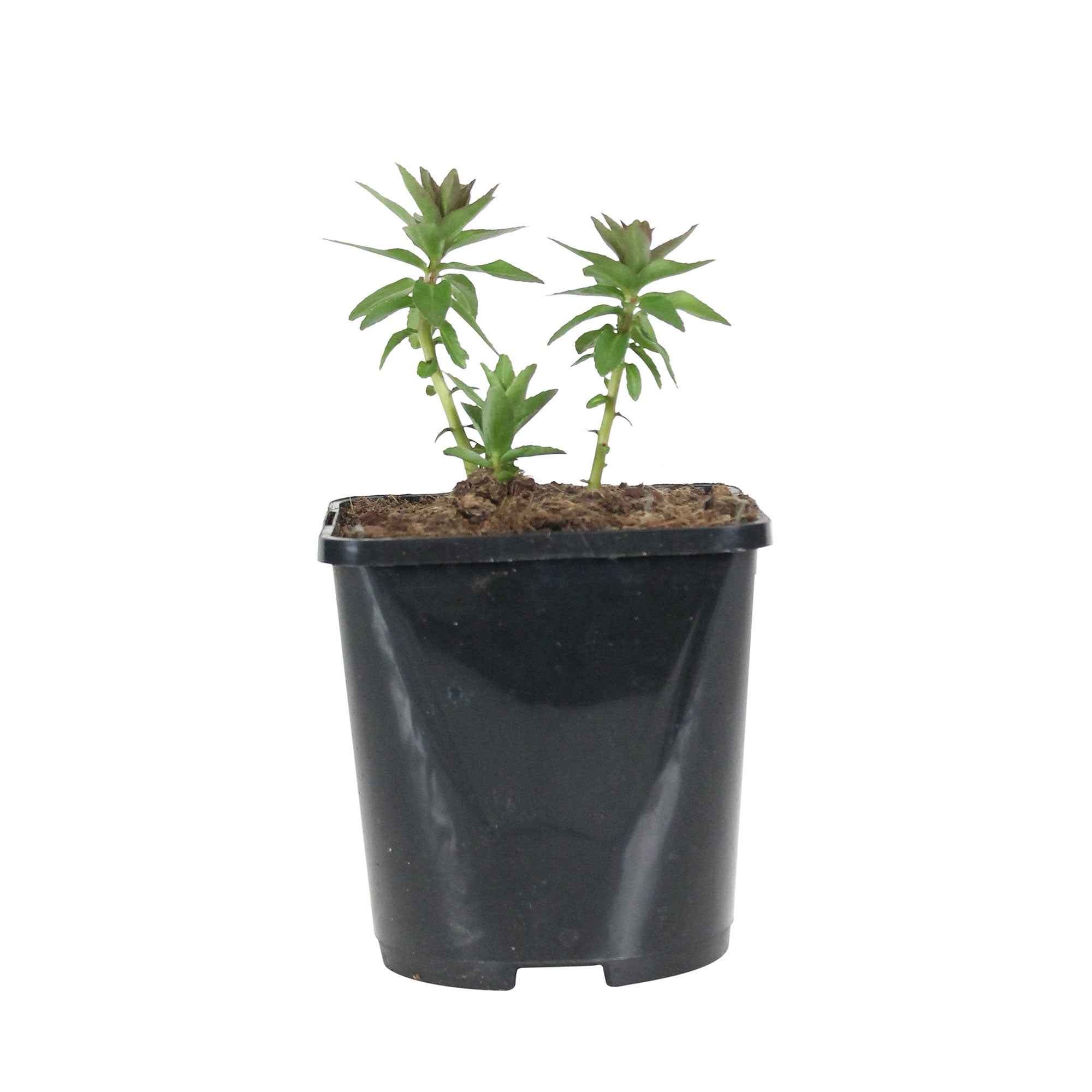 Produktbild 2